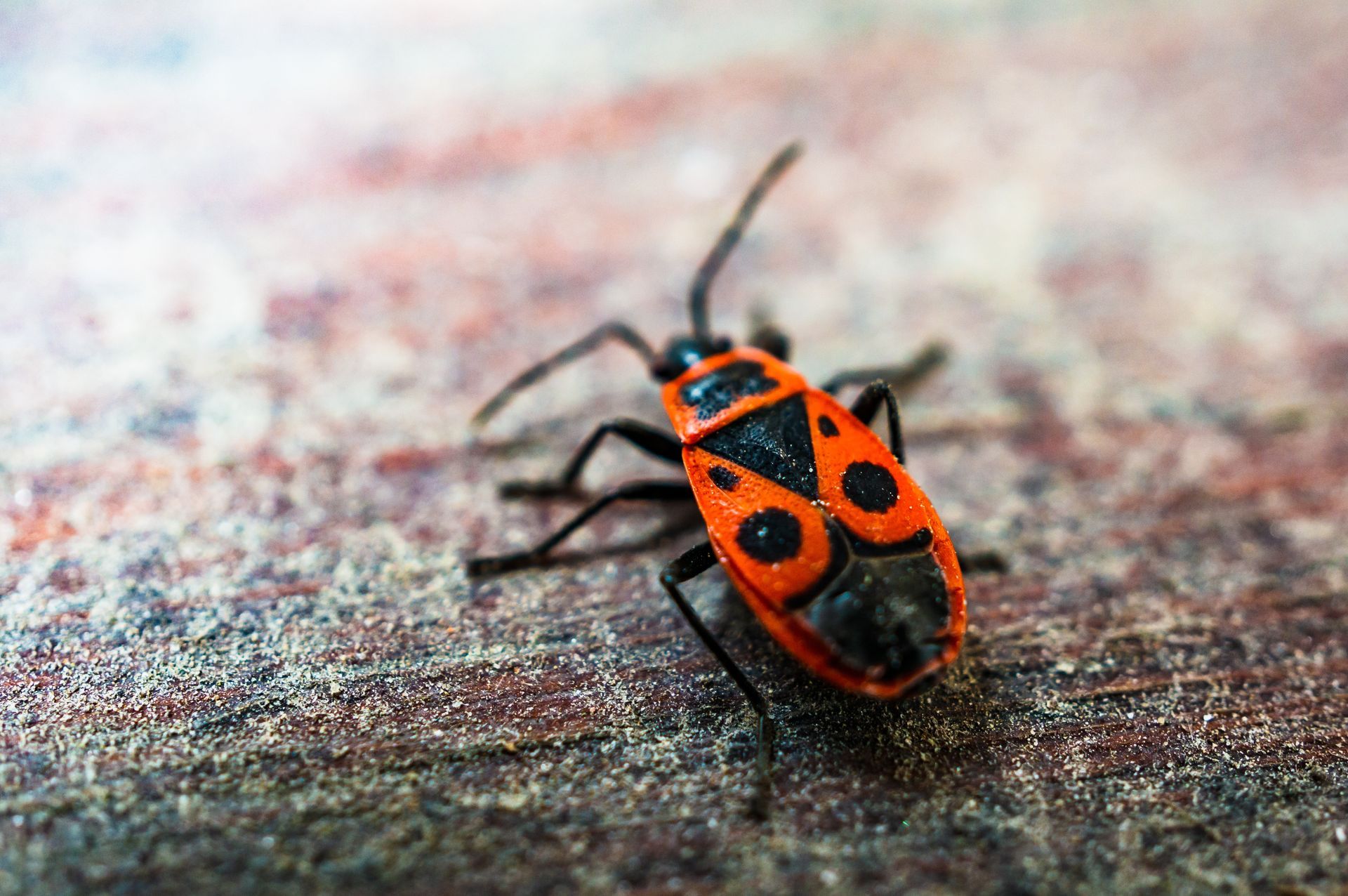 bug control Spring TX