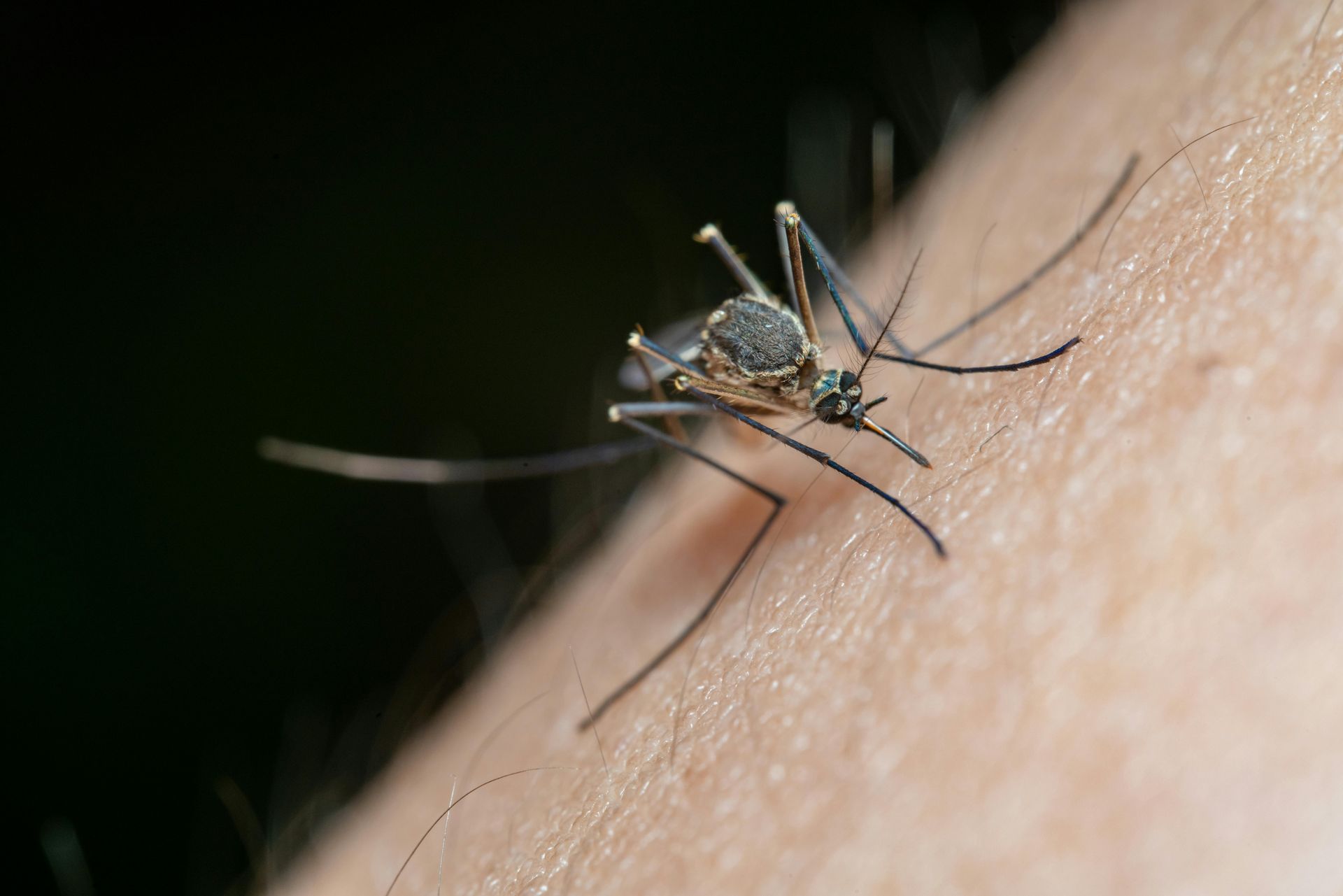 pest control Magnolia TX