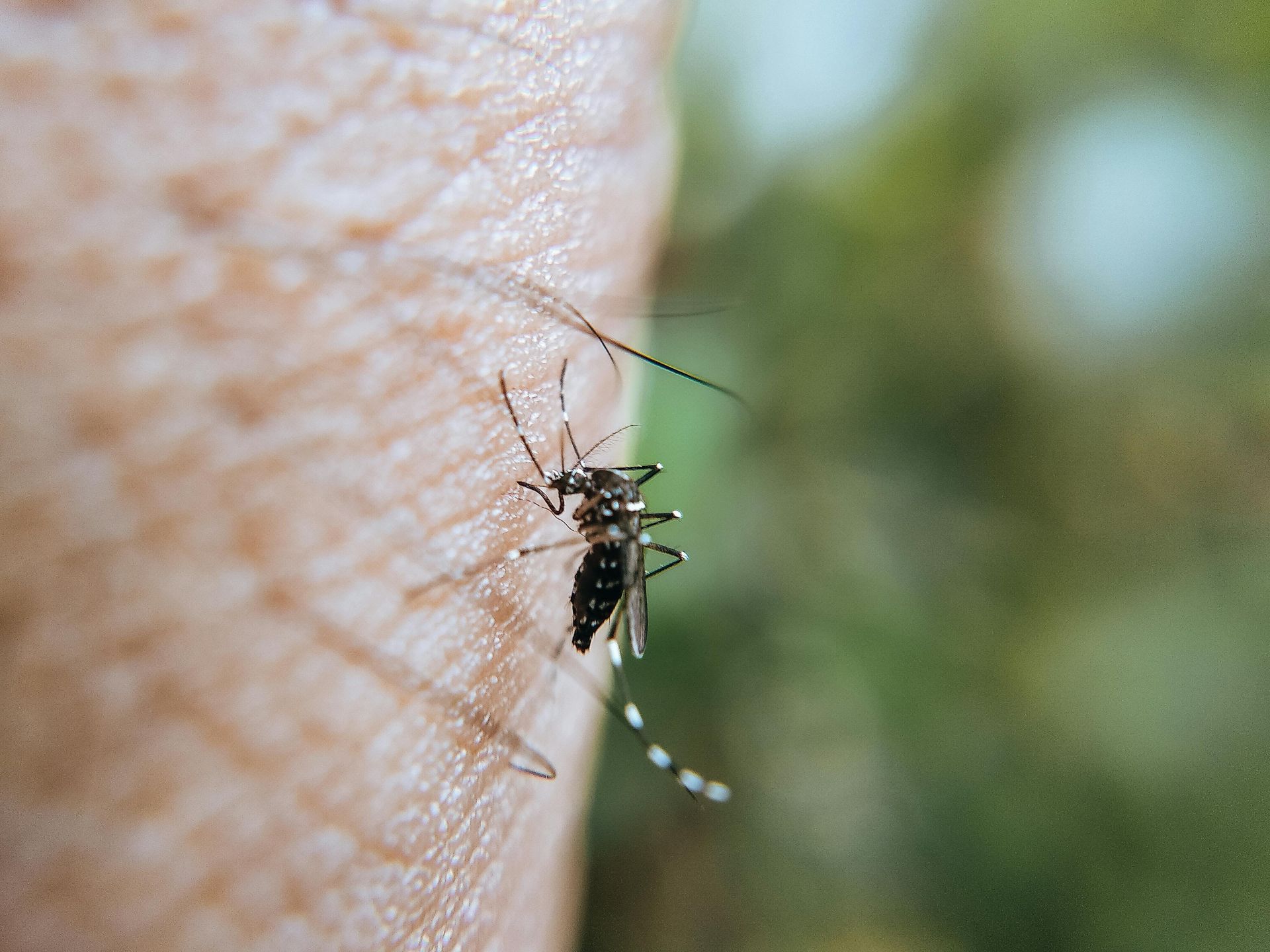 residential pest control Jersey Village TX