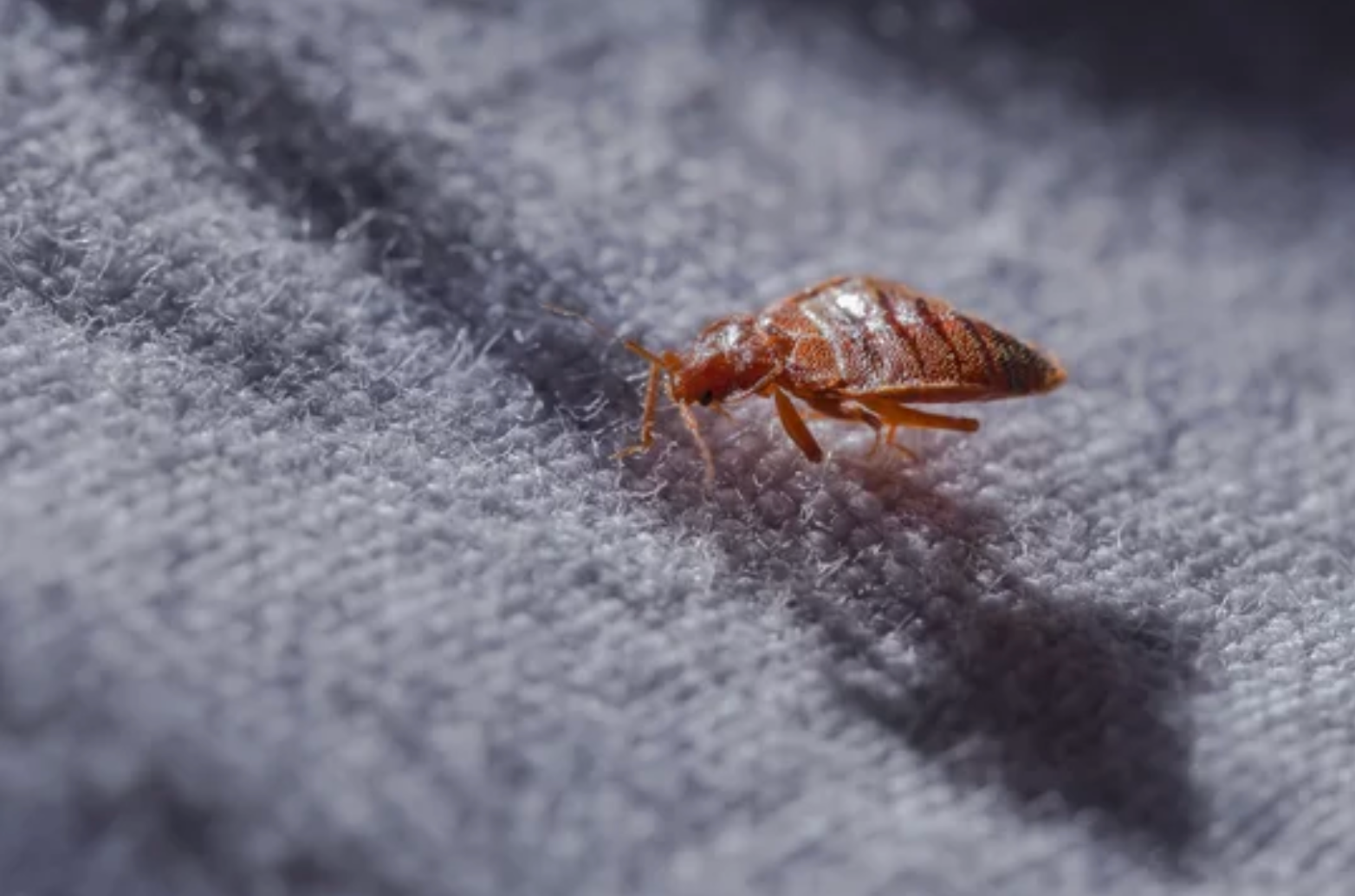 pest control Klein TX
