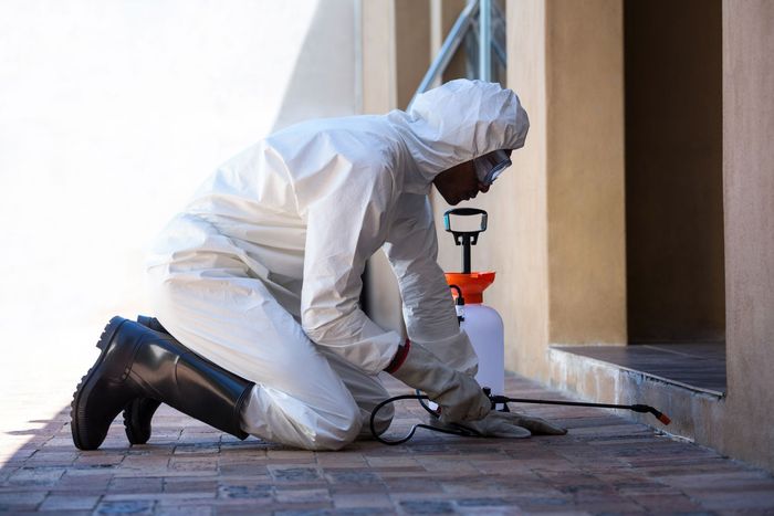 pest control company in Spring, TX