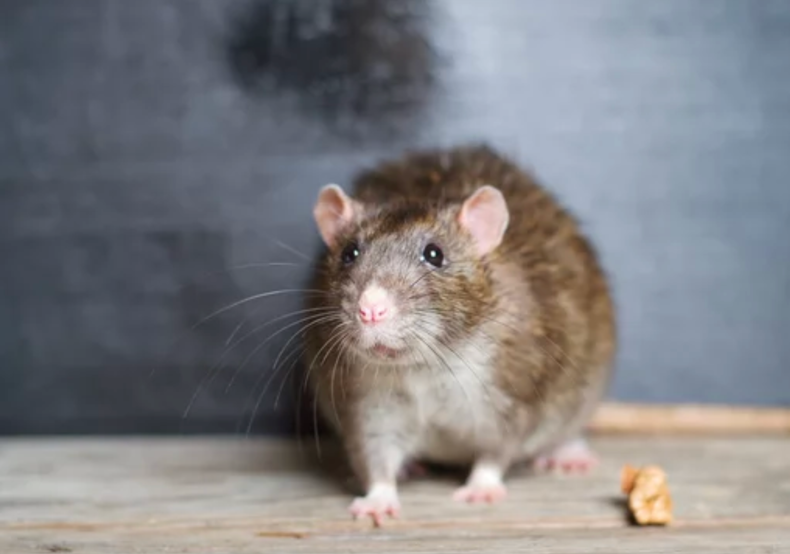 rodent control Klein TX