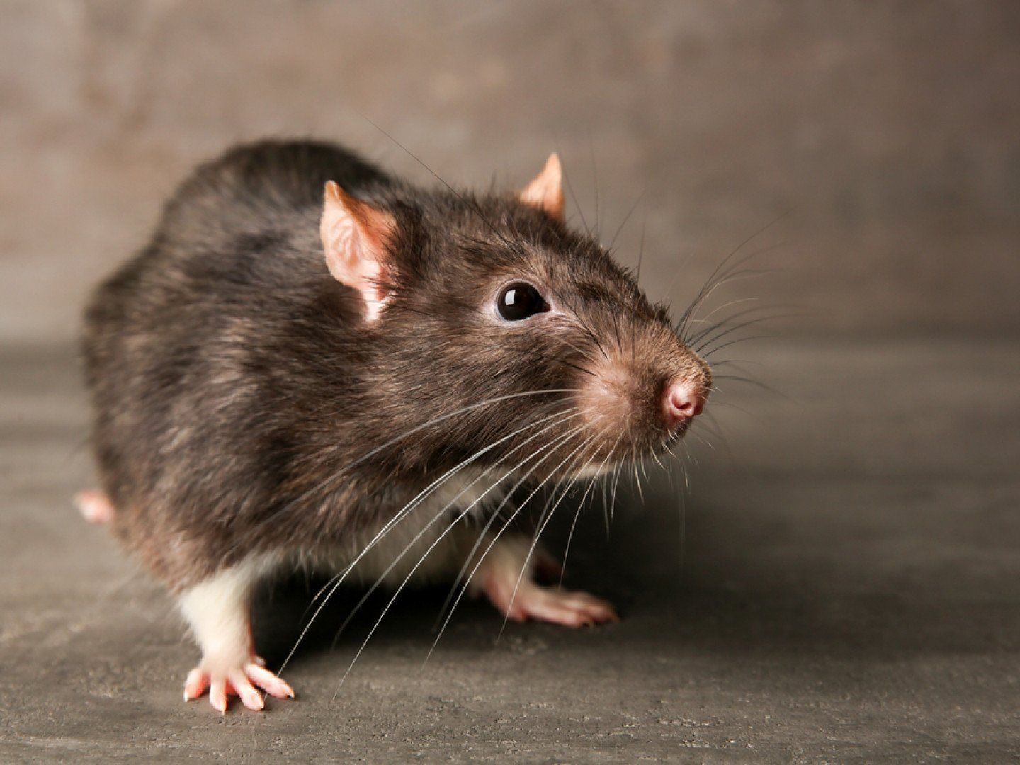 Black and brown rat with white paws, on a gray surface, looking toward the viewer.