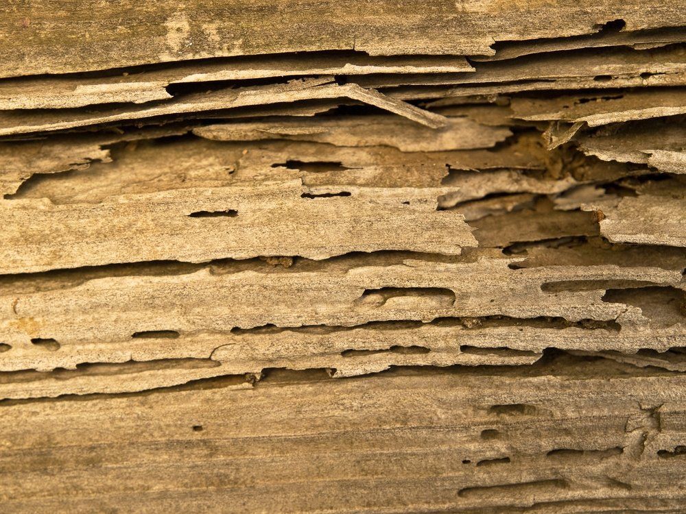 Wood damaged by termites, showing layers and tunnels.