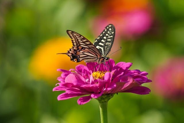 Butterfly on a vibrant pink flower brings an uplifting touch to direct cremation Albuquerque, NM