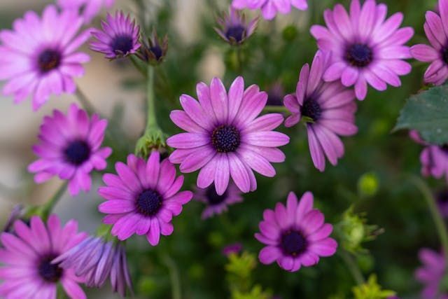 A cluster of purple flowers in bloom brings a peaceful touch to direct cremation Albuquerque, NM