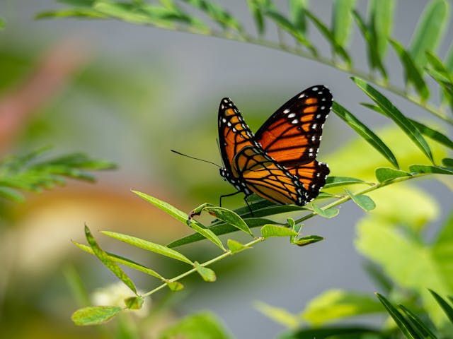 Monarch butterfly resting on a leafy branch brings a gentle touch to direct cremation Bernalillo, NM
