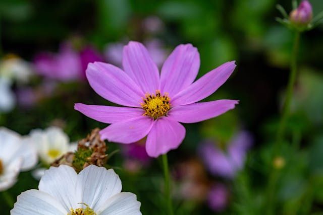 A purple flower in bloom brings a soft and peaceful touch to direct cremation Bernalillo, NM