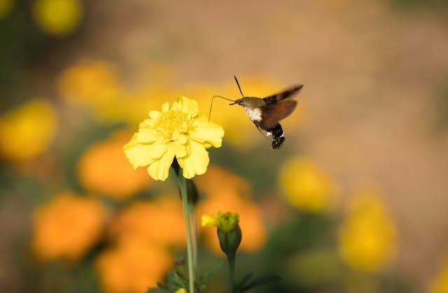 Hummingbird moth hovers beside a bright yellow bloom, a quiet moment of beauty in Bernalillo, NM
