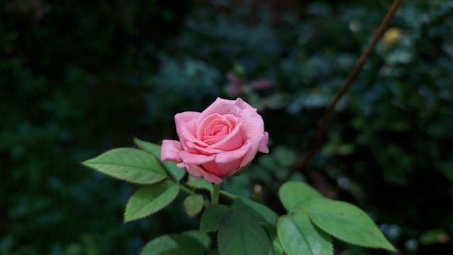 Pink rose blooms gently, offering a symbol of remembrance with direct cremation in Albuquerque, NM