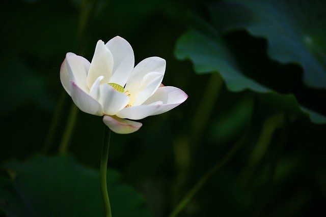 White flower blooming against a dark green leafy background
