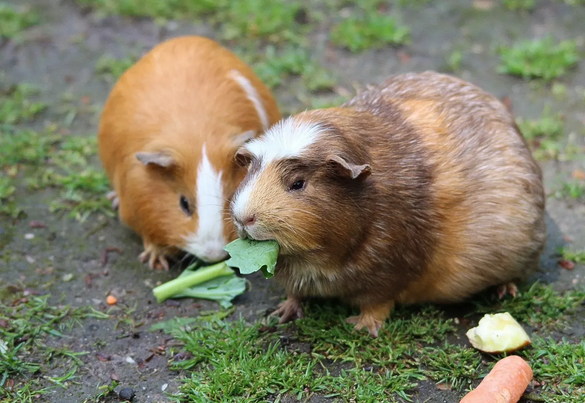 two guinea pigs are eating lettuce and carrots in the grass .