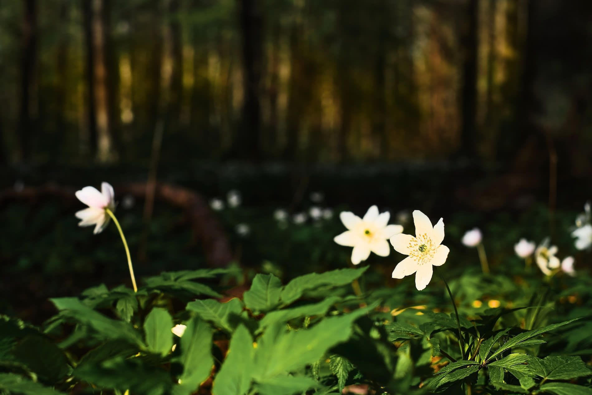 A dark forest with the sun shining on white flowers.