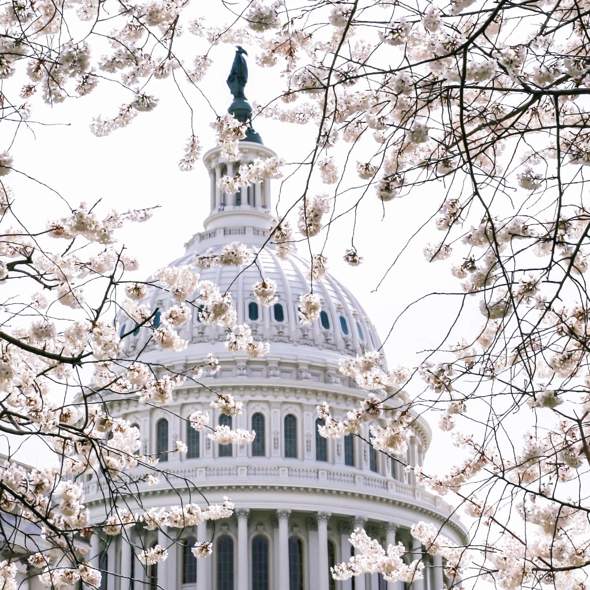 The dome of the capitol building is surrounded by cherry blossom trees.
