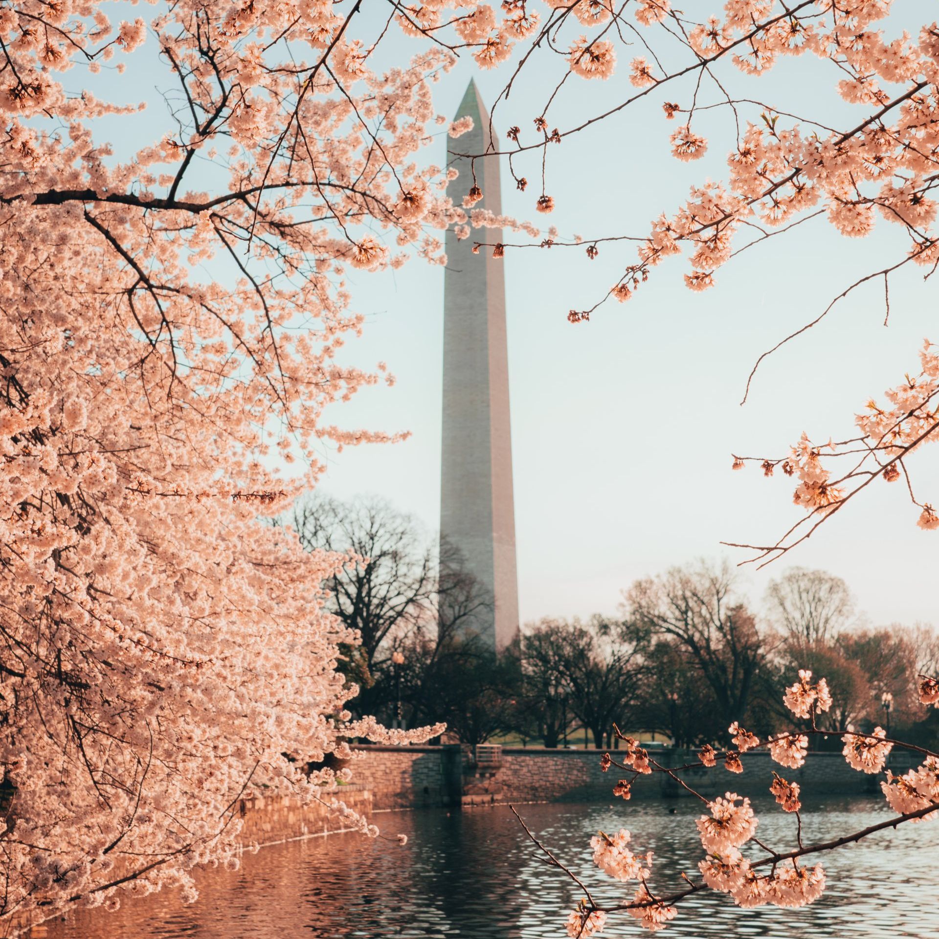The washington monument is surrounded by cherry blossom trees and a body of water.
