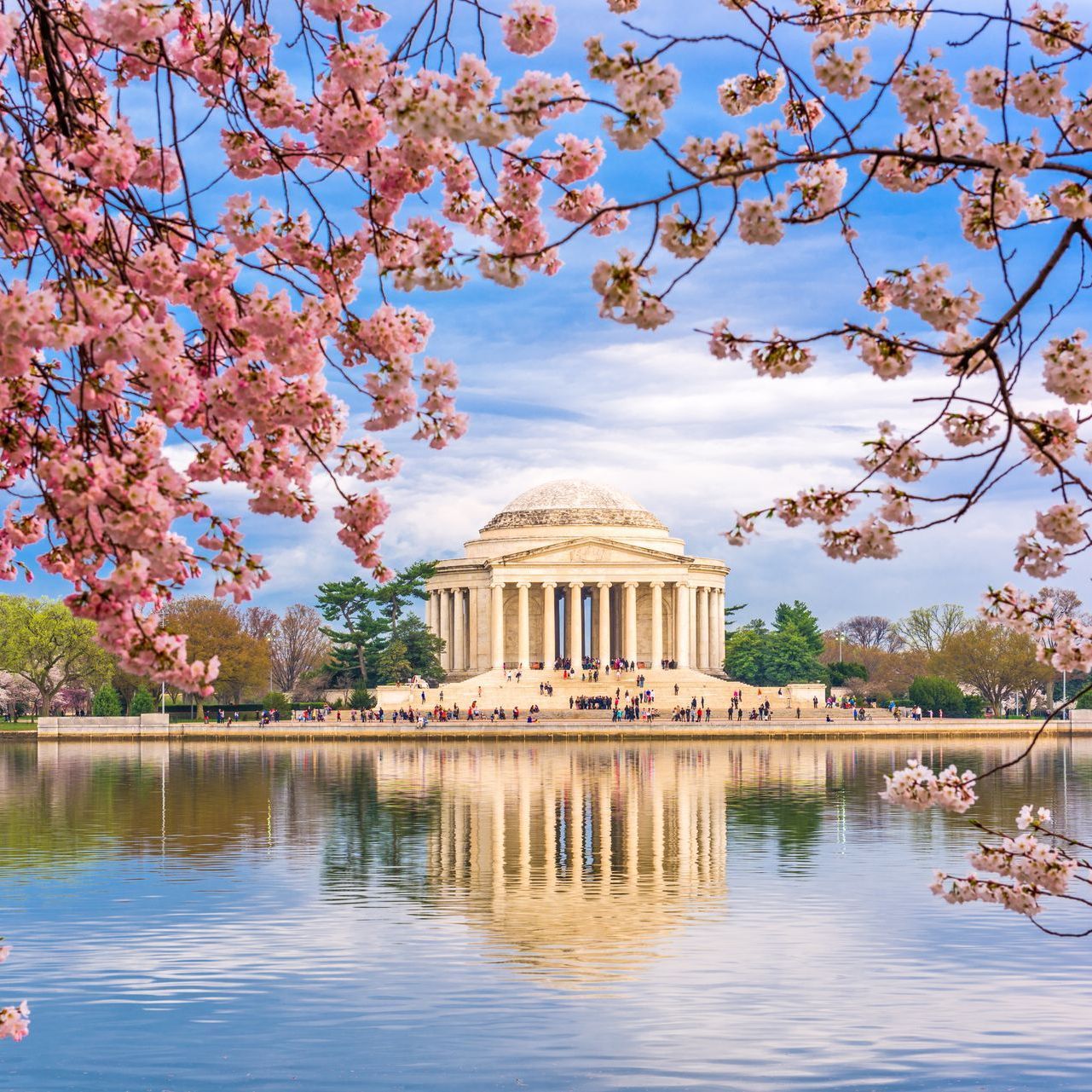The washington monument is surrounded by cherry blossom trees and is reflected in the water.