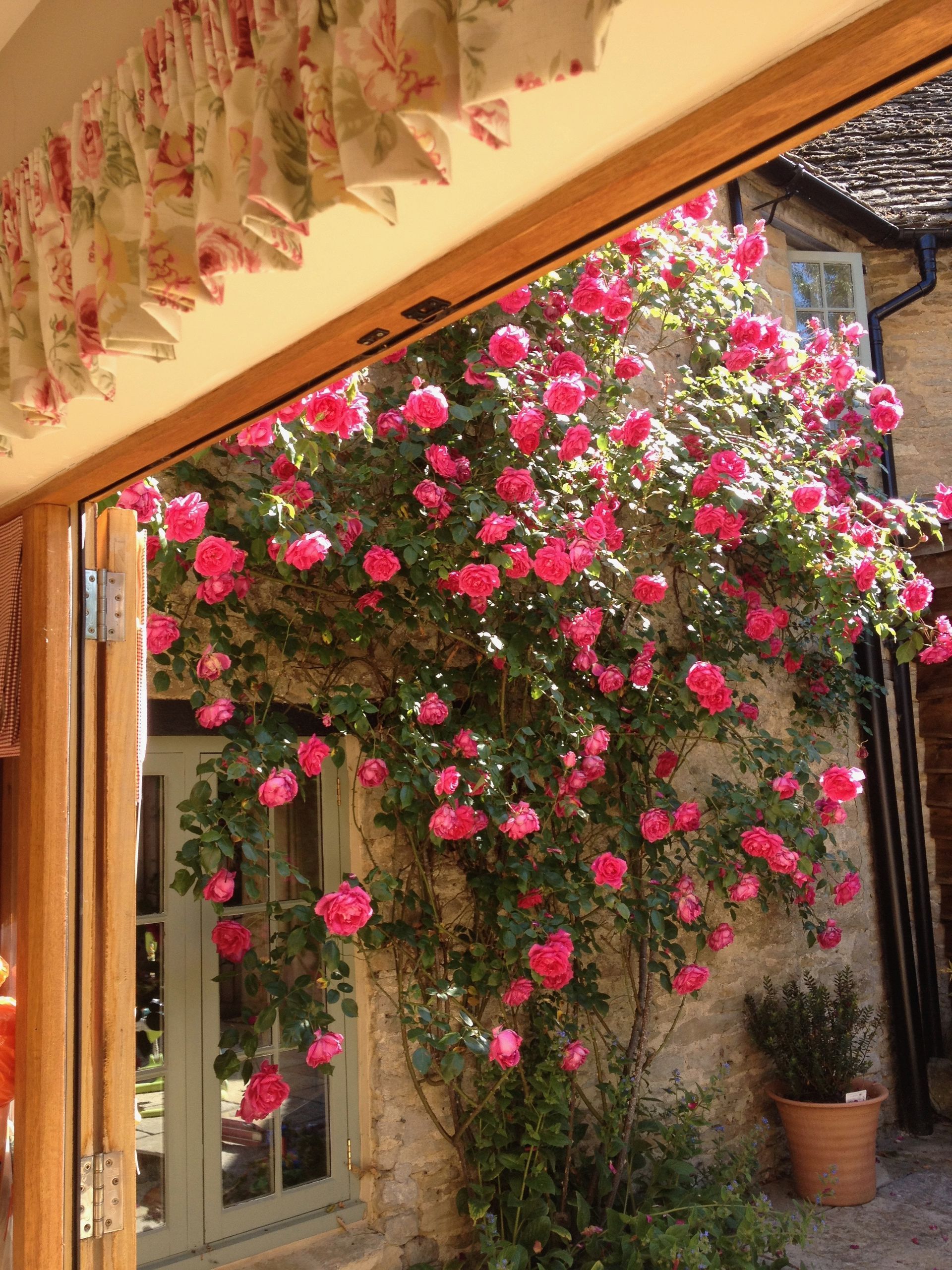 roses exterior