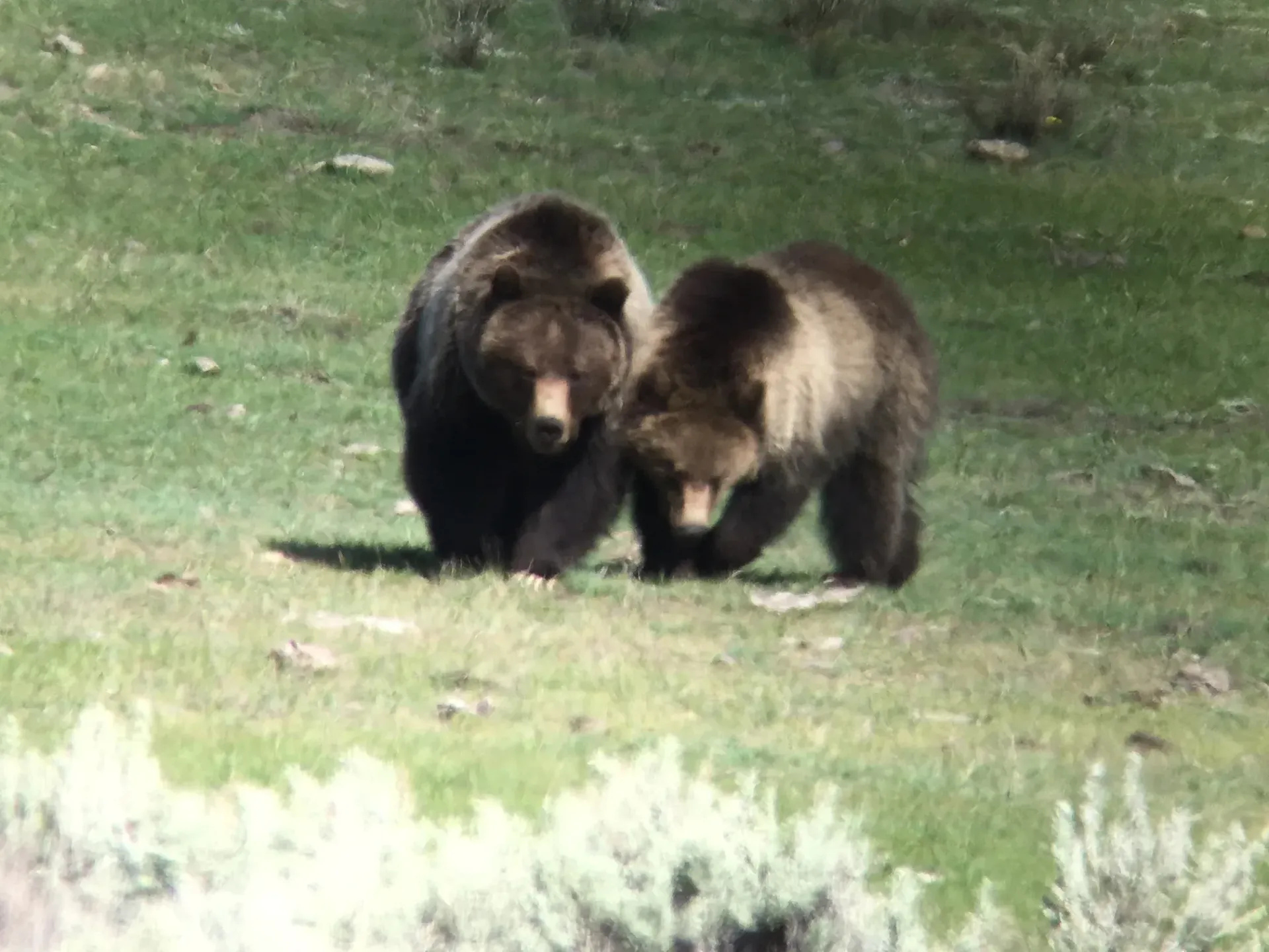Two brown bears walking together on a grassy hillside.