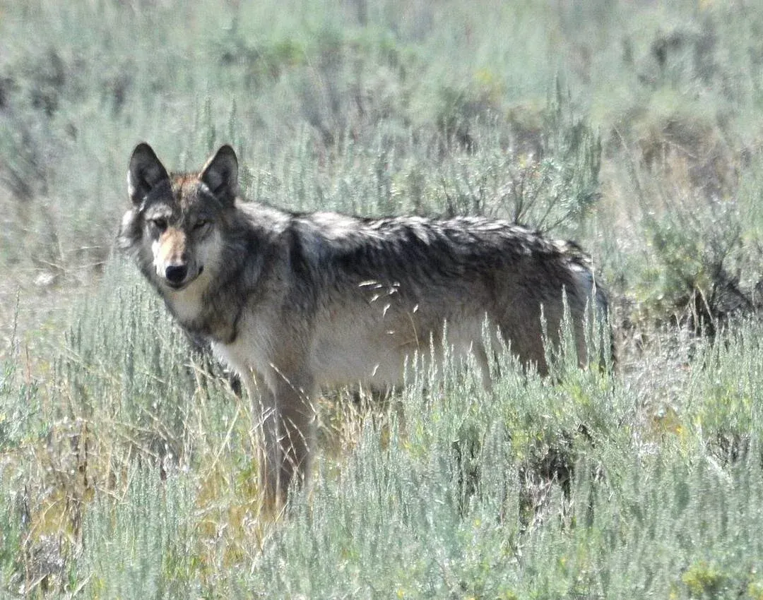 Wolf standing in tall grass, looking toward the camera