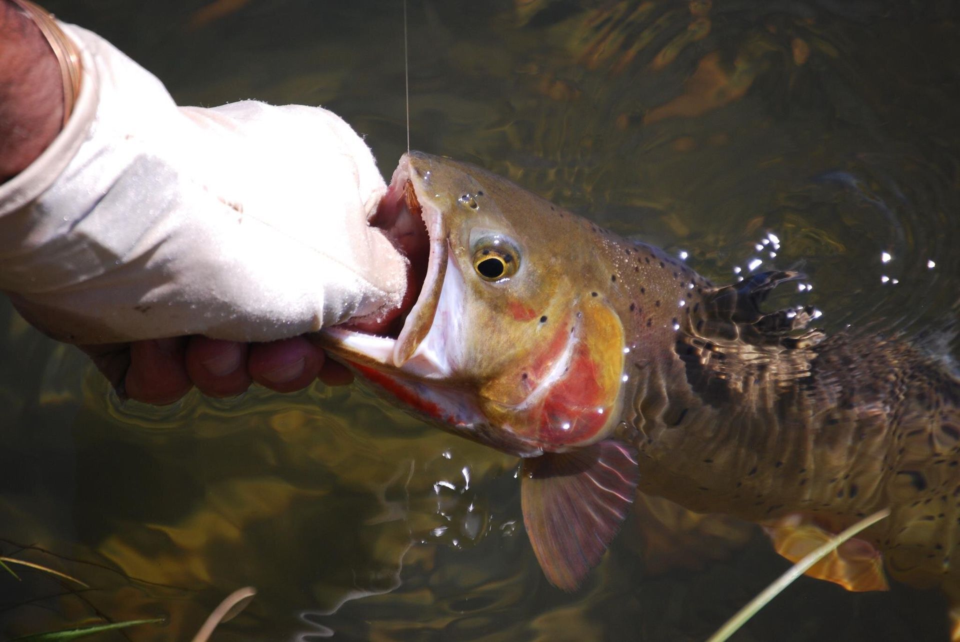 Hand holding a large fish by the mouth at the water’s edge