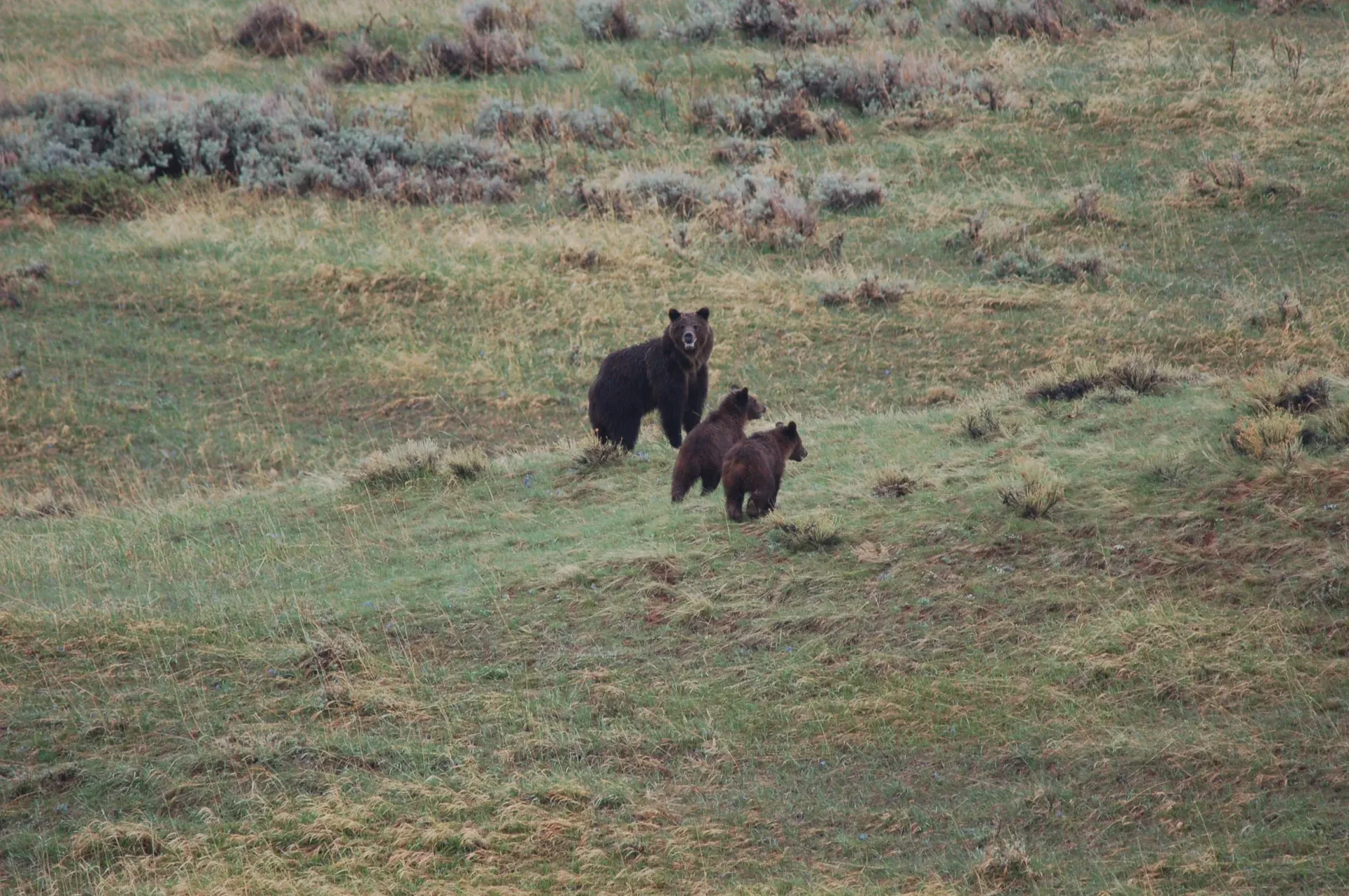Two wolves standing in a grassy field, one dark and one brown, facing each other.