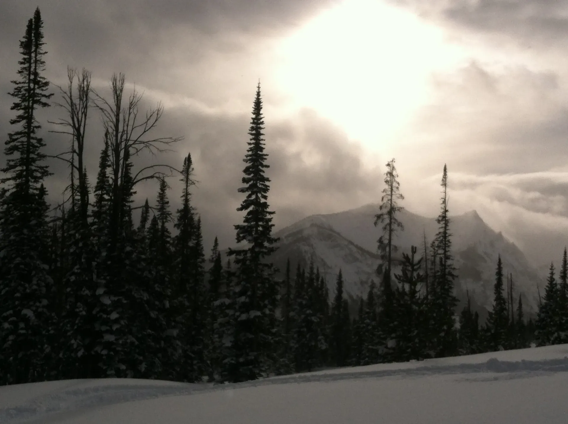 Snowy forest landscape with tall pine trees and sunlit mountains under a cloudy sky