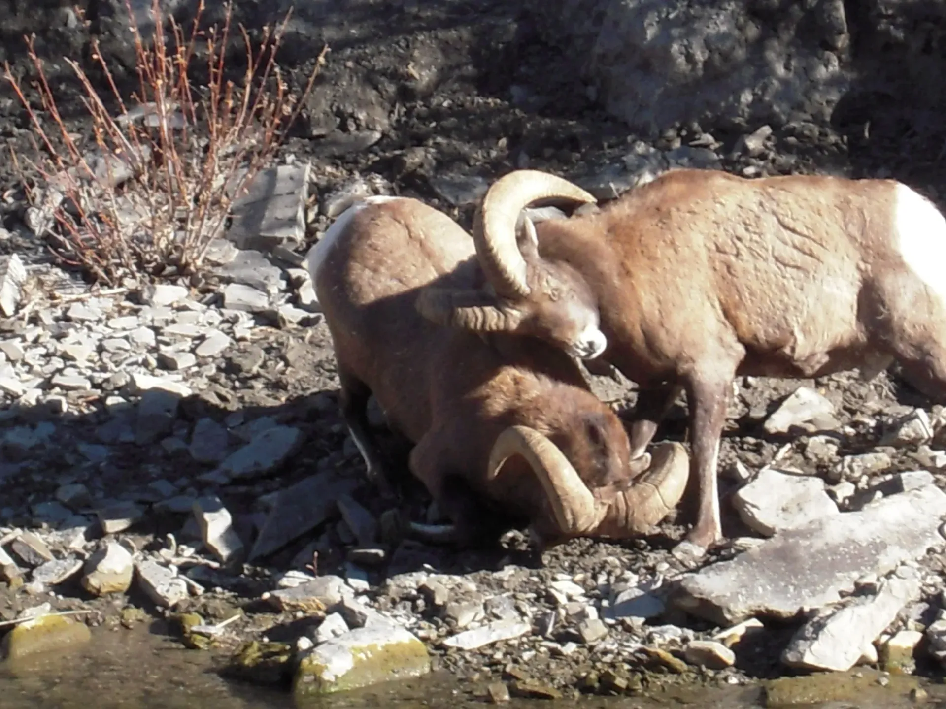 Three bighorn sheep standing on rocky ground, two with curled horns and one tan sheep beside them.