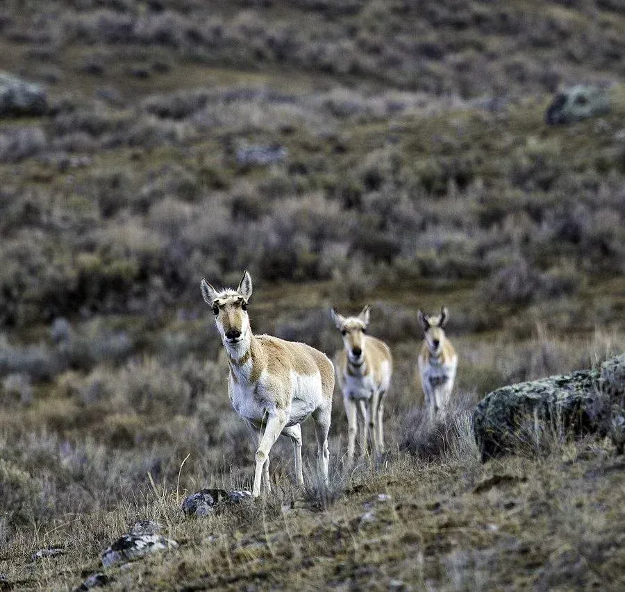Three pronghorn antelope stand in a grassy scrubland, one facing the camera.