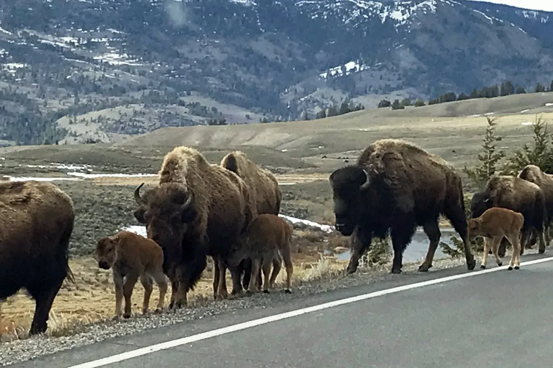Bison herd with calves crossing a road in a mountain valley