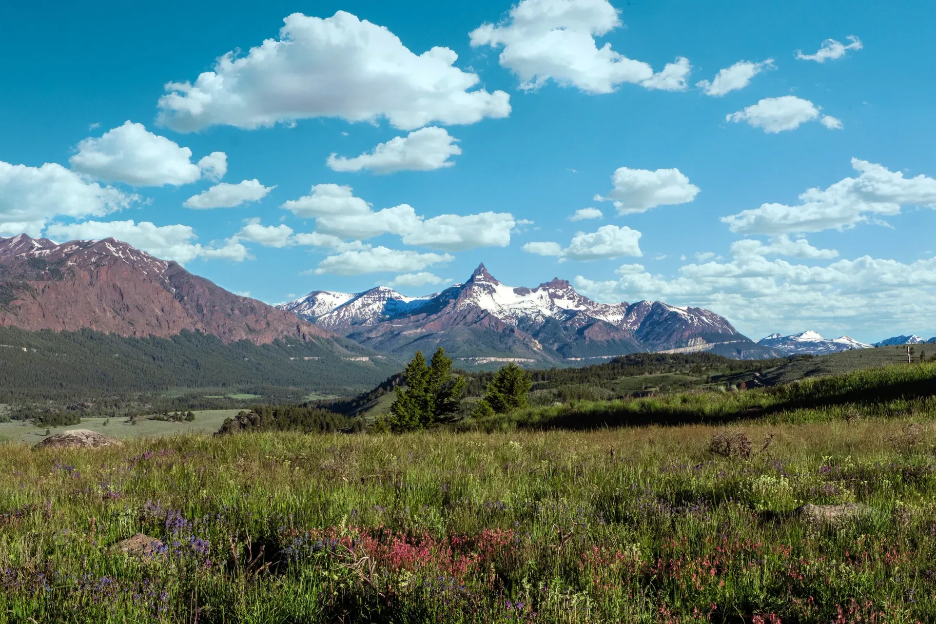 Mountain meadow with wildflowers, pine trees, and snow-capped peaks under a bright blue sky