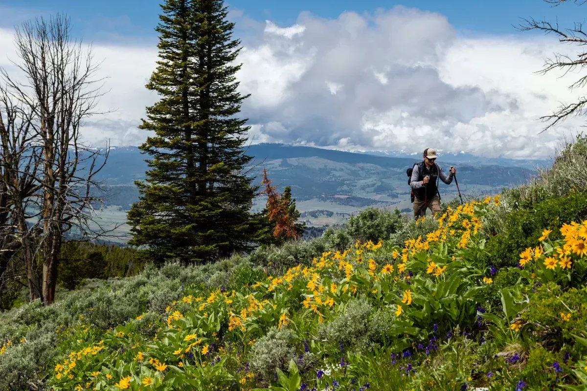 Hiker on a wildflower-covered hillside with tall evergreens and cloudy mountains in the distance