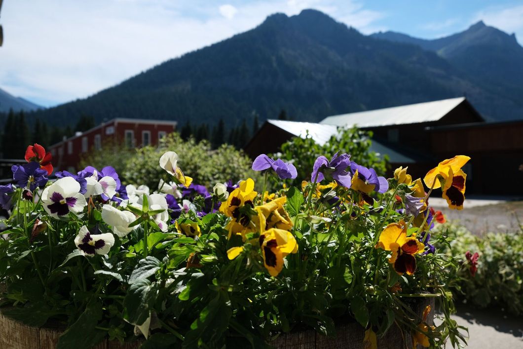 Colorful flowers in bloom with mountains and buildings in the background
