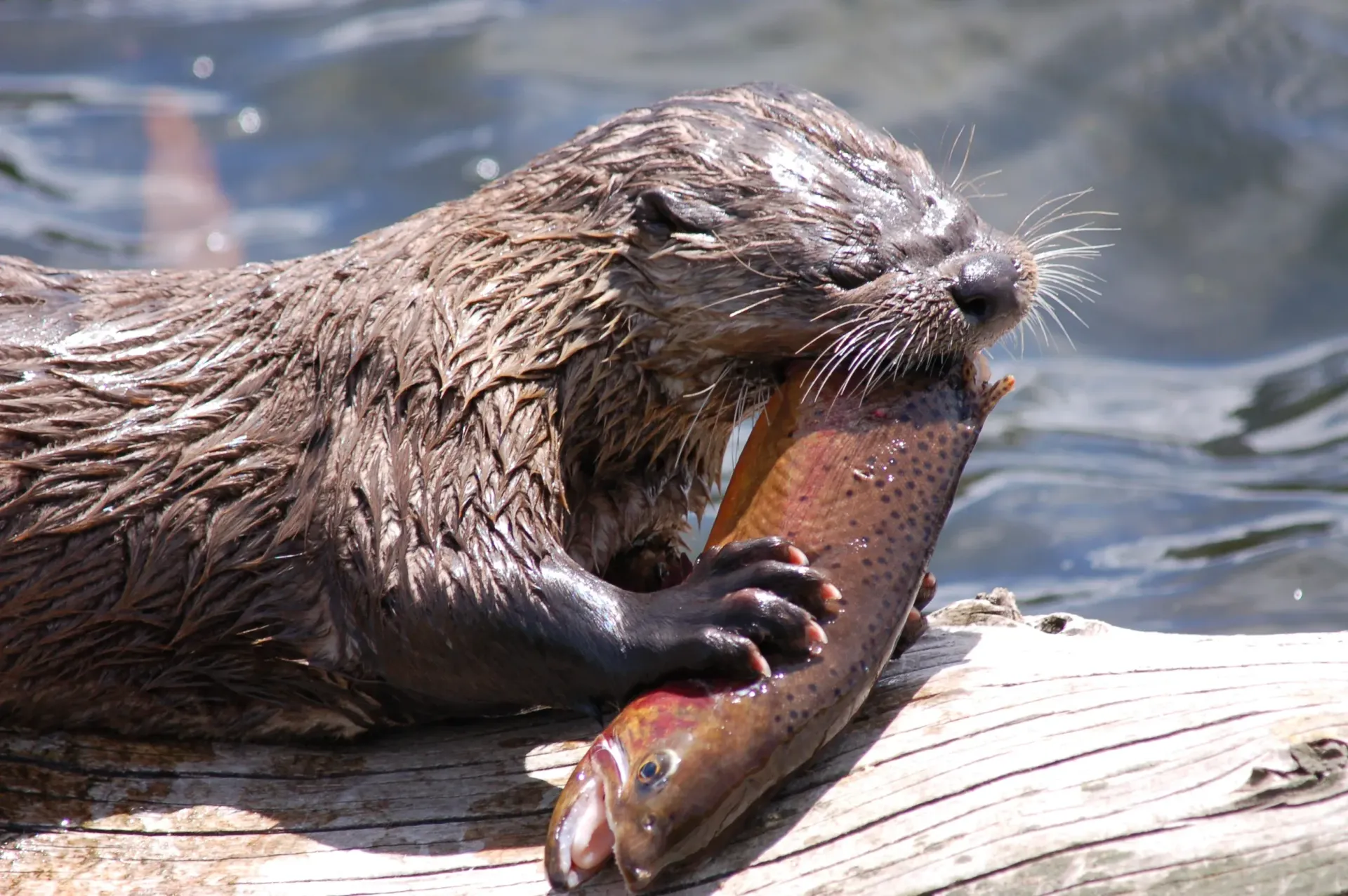 Otter on a log in water, chewing a fish