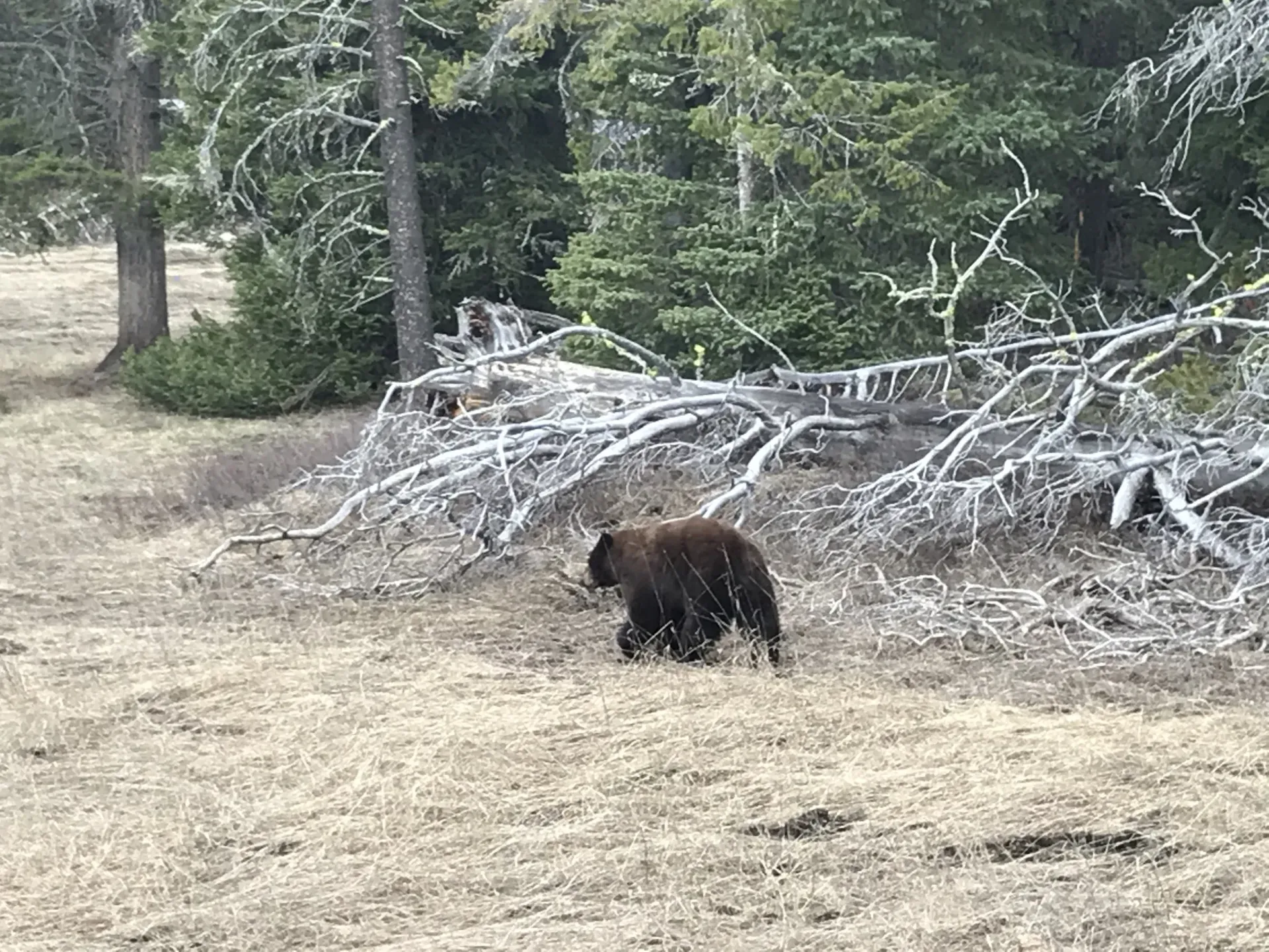 Brown bear walking near fallen tree in a grassy forest clearing