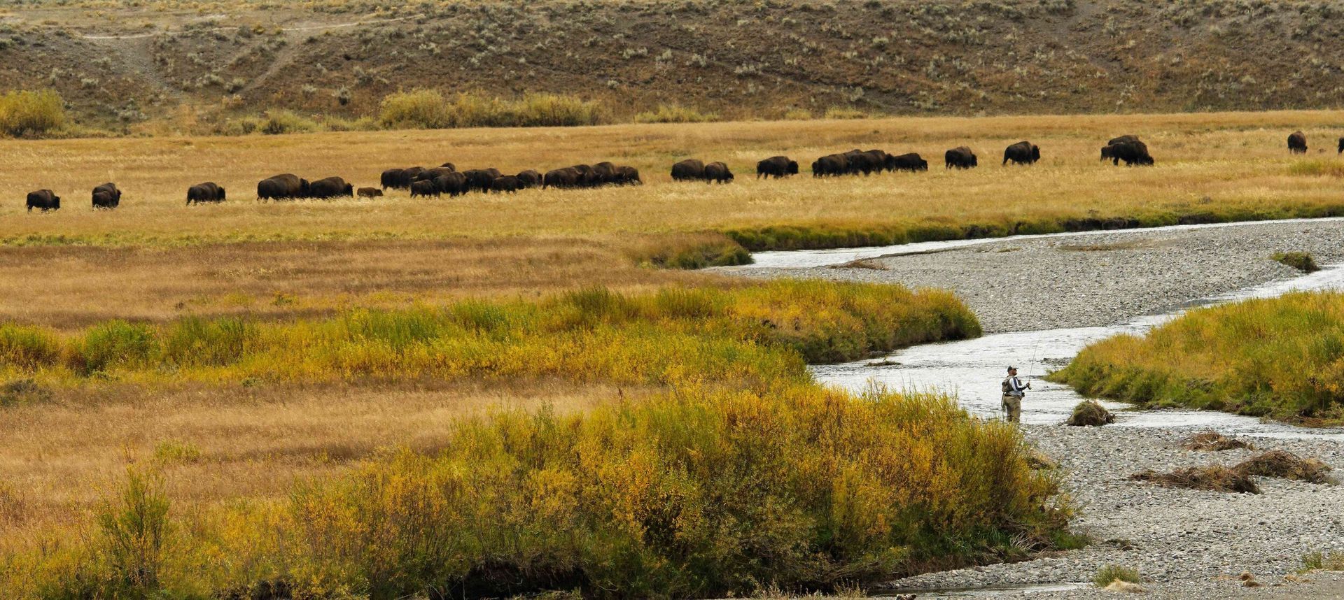 Herd of dark bison grazing in a golden grassland beside a winding stream.