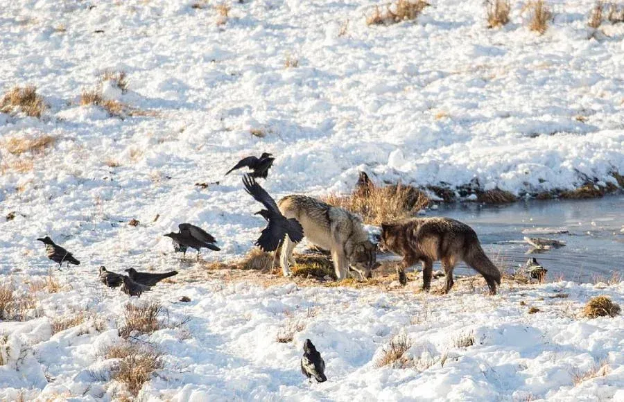 Foxes and birds foraging together in snowy field near a shallow stream