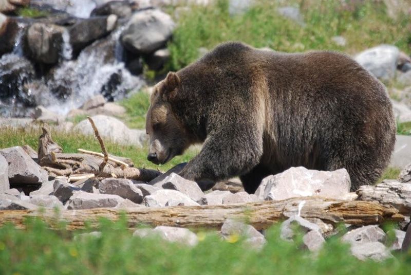 Brown bear walking on rocks beside a stream in a green, rocky area