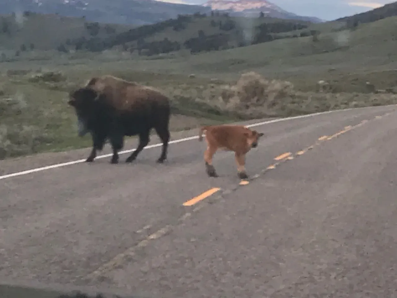Bison and calf walking across a mountain road with hills in the background