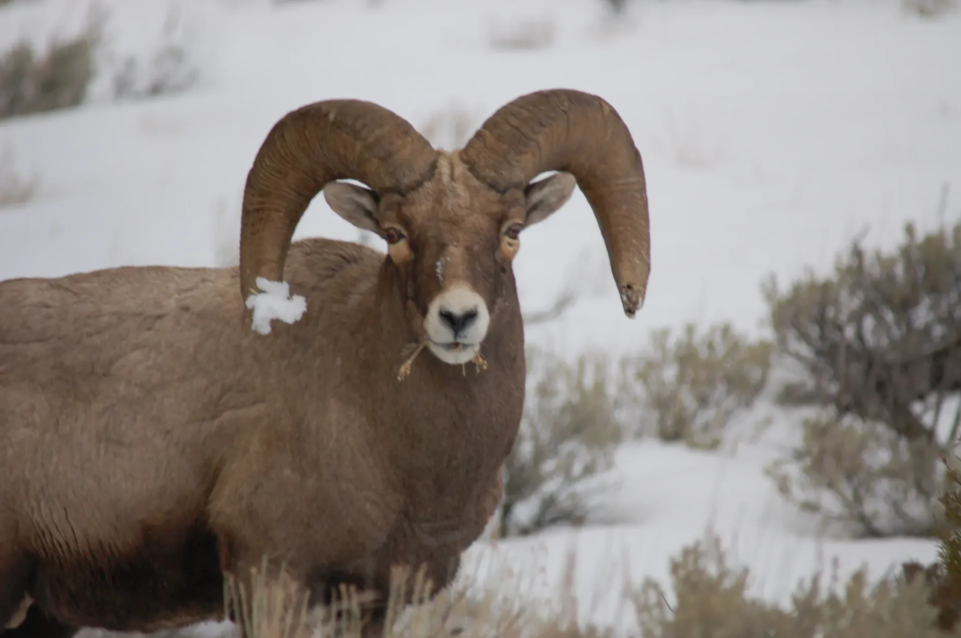 Bighorn sheep with curled horns standing in a snowy field