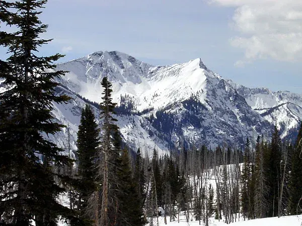 Snowy mountain peak above a pine forest under a cloudy sky
