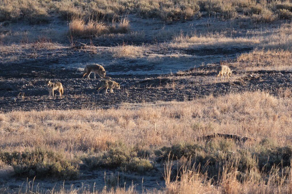 A grassy field with two deer grazing in warm, low sunlight.