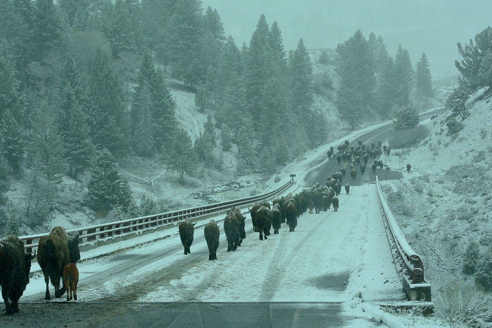 Cattle walking along a snow-covered mountain road in a snowy forest