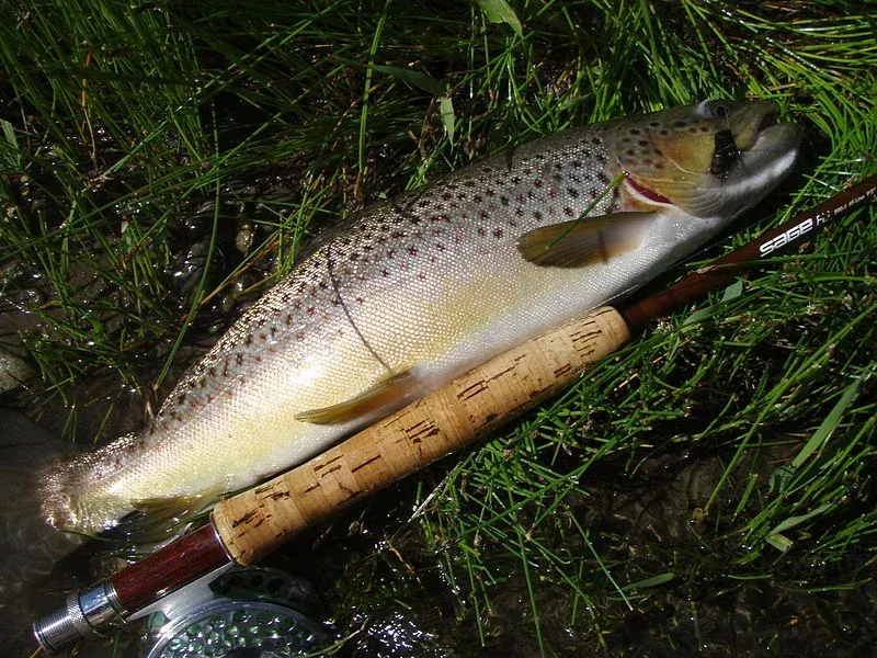 Brown trout on grass beside a fishing rod handle