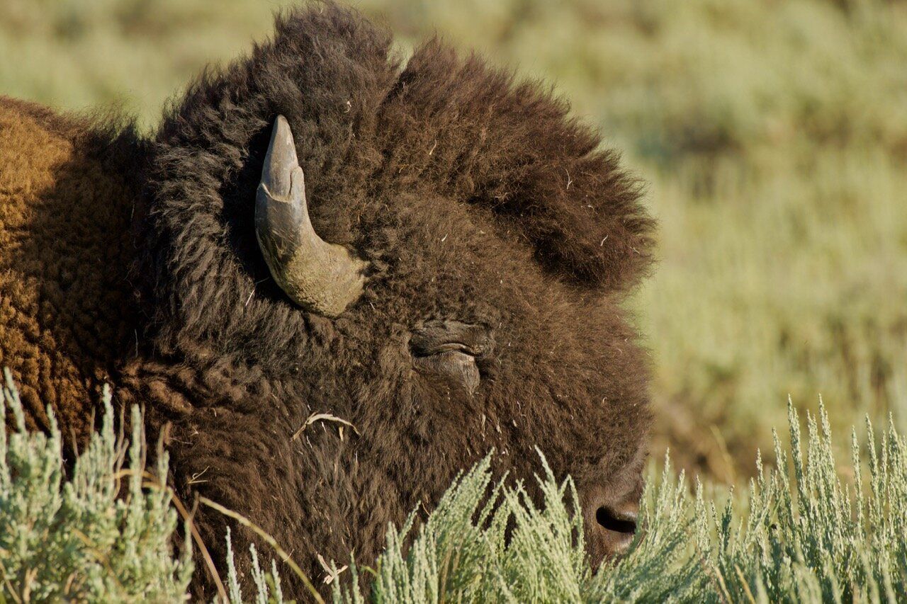Close-up of a brown bison resting in tall grass, with one horn visible.