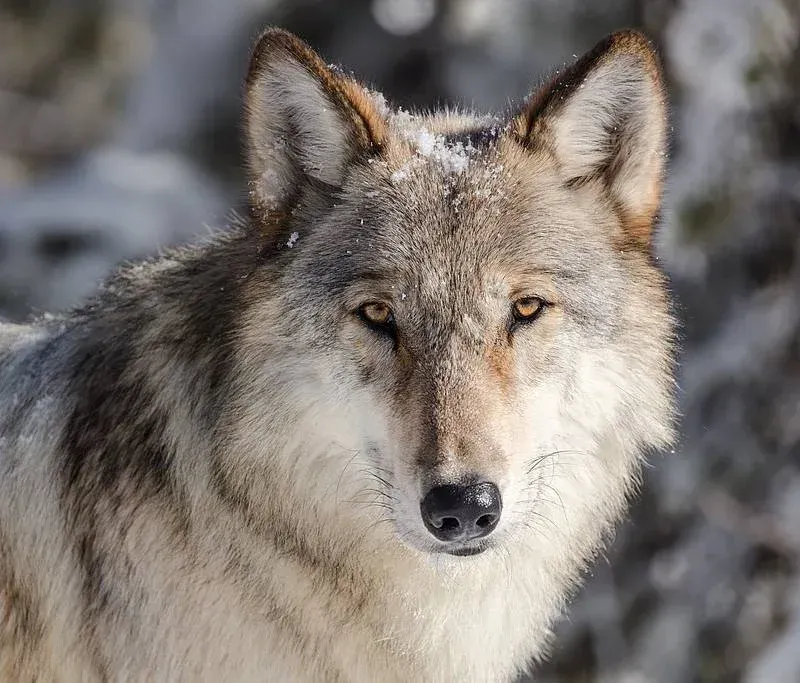 Close-up of a gray wolf with amber eyes, standing in snowy terrain