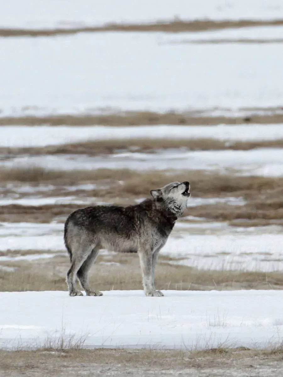 Gray wolf standing in snowy grassland, howling toward the sky.