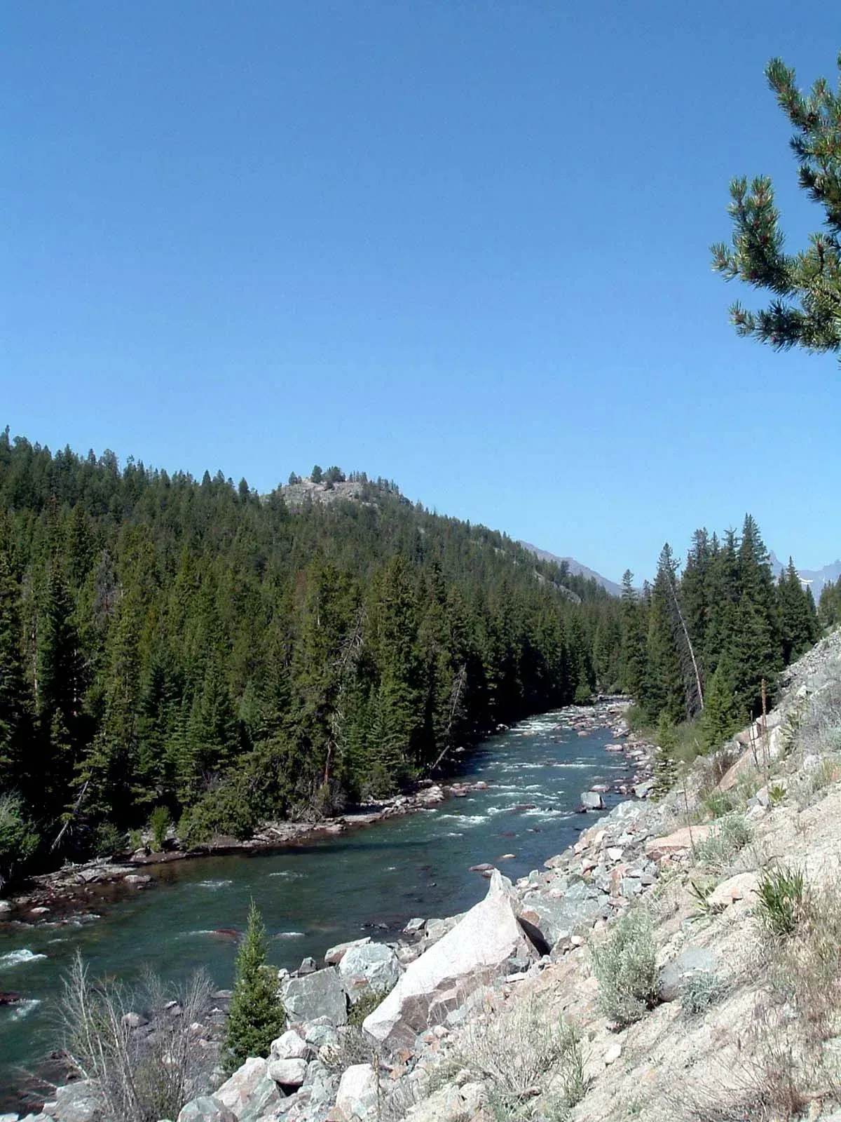 Mountain river winding through a forested valley beside rocky banks under a clear blue sky