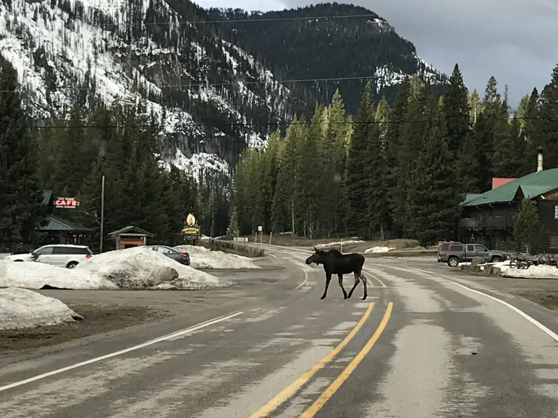 Moose crossing a snowy mountain road with pine trees and buildings in the background