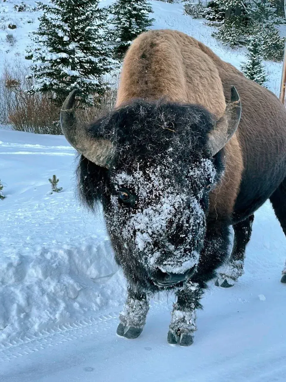 Bison standing in deep snow with snow on its face, in a snowy forest