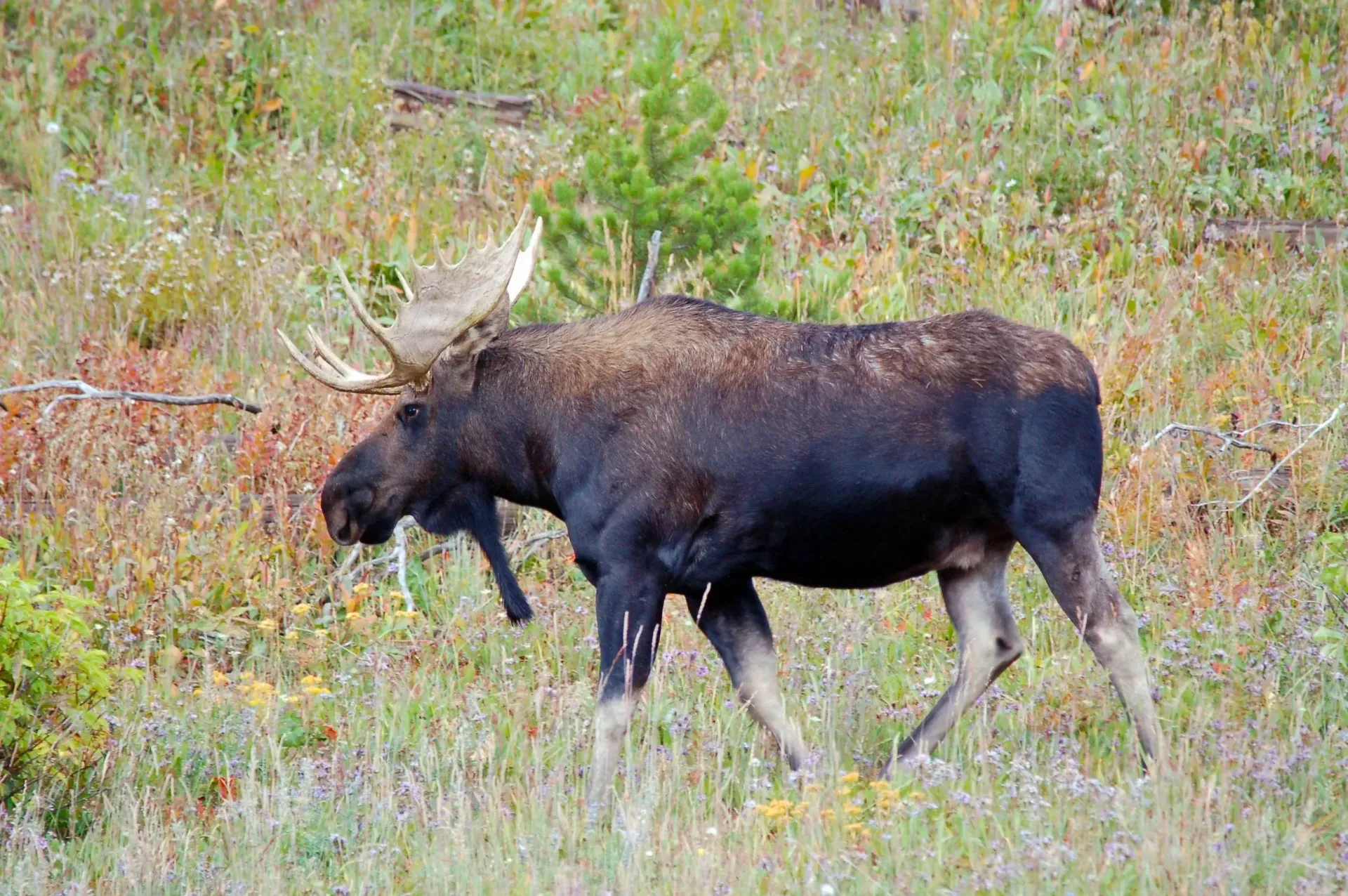 A moose with large antlers grazing in a grassy meadow